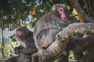 snow monkeys from japan