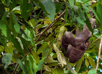 Three Toed Bradypus Sloth