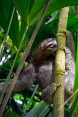Three Toed Bradypus Sloth