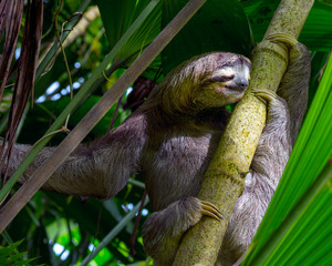 Three Toed Bradypus Sloth