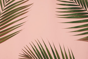 Palm leaves on colorful background with copy space.
