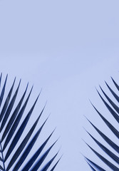 Fototapeta premium Palm leaves on colorful background with copy space.