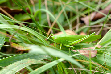 grasshopper on grass