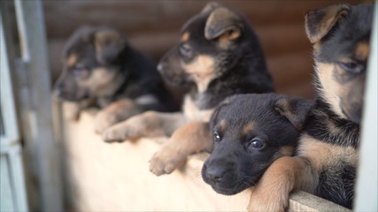 German shepherd puppies. Many funny German shepherd puppies. head newborn puppies top view