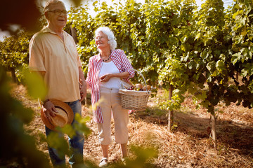 Ripe grapes in vineyard. family vineyard. senior couple in love in vineyard before harvesting.