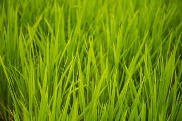 Fototapeta na wymiar fresh Green Grass. Nature background