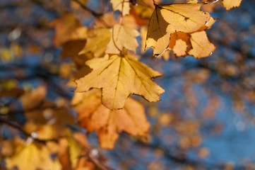 Naklejka na ściany i meble Close up of Maple leaves