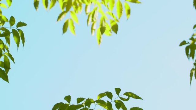 Nature clear blue sky background with fresh first spring foliage of trees as natural frame. Real time 4K video footage