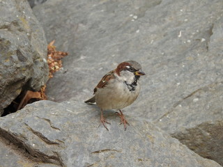 spatz auf futterusche