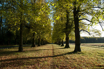 Tree Lined Avenue in Yorkshire