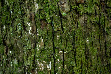 苔の茂った木肌（Deep green mossy bark）