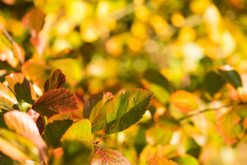 Autumn Corner Frame: Beautiful Twig With Colorful Leaves On Abstract Vibrant Bright Seasonal Fall Foliage Background In Sunny Day, Copy Space, Mock Up, Template.