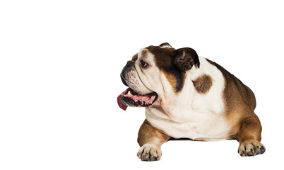 english bulldog dog lies on a white background