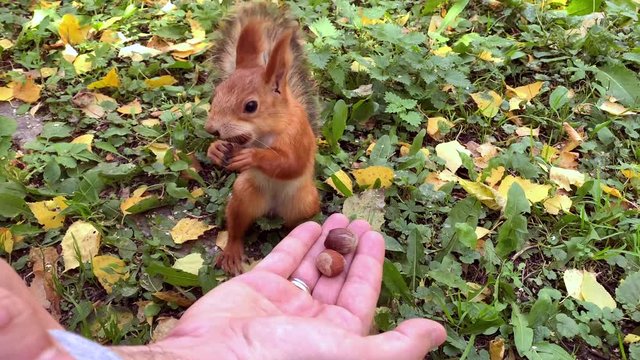 Small red squirrel comes and takes a hazelnut from hand. Man feeding the squirrel with hand in the public park. Cute wildlife animal character.