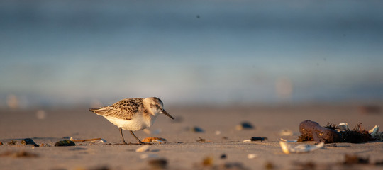 Sanderling on New England Beach