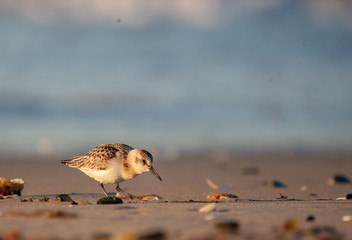 Sanderling on New England Beach