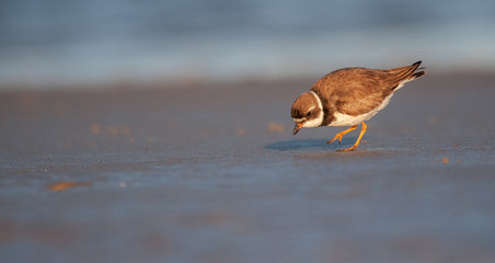 Semi Pomated Plover on New England Beach