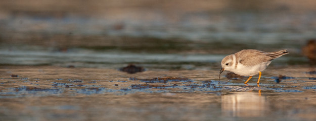 Piping Plover on New England Beach