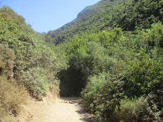 Fototapeta na wymiar Beautiful forest path