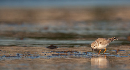 Piping Plover on New England Beach