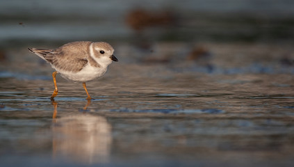 Piping Plover on New England Beach
