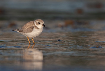Piping Plover on New England Beach
