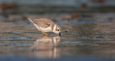 Piping Plover on New England Beach