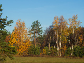 Fototapeta premium Autumn landscape on a sunny day with blue sky. Golden autumn. Birch trees in golden foliage.