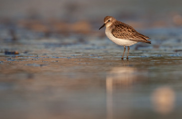 Sanderling on New England Beach