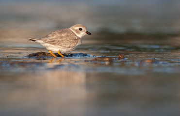 Piping Plover on New England Beach