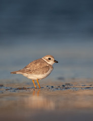 Piping Plover on New England Beach