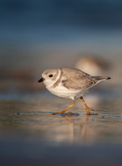 Piping Plover on New England Beach