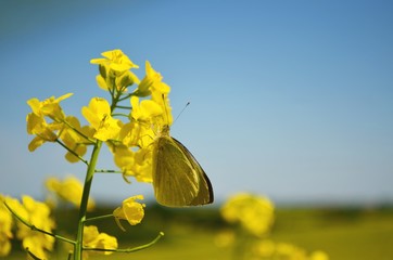 Motyl_2019 © Krzysiek Cegiełka