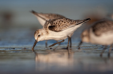Sanderling on New England Beach