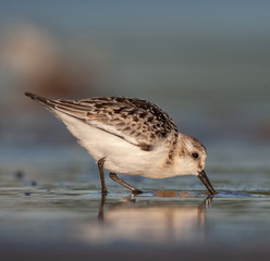 Sanderling on New England Beach