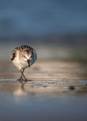 Sanderling on New England Beach