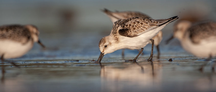 Sanderling on New England Beach
