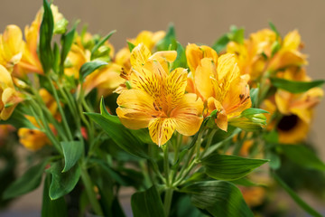 range field lily flower