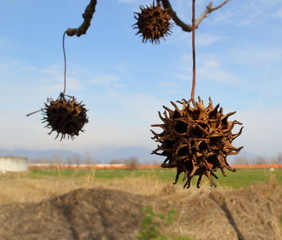 Bells of nature without sound but full of life