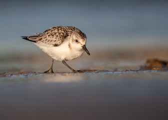 Sanderling on New England Beach