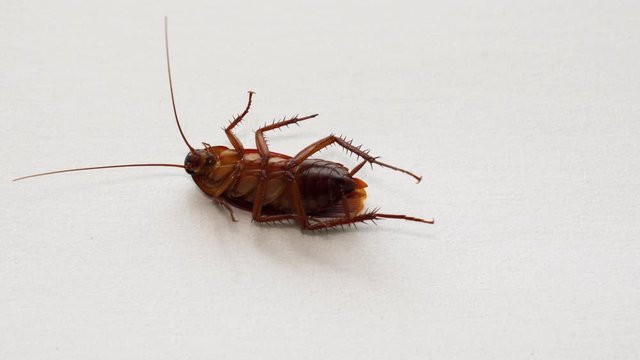 Numb american cockroach lying on the back