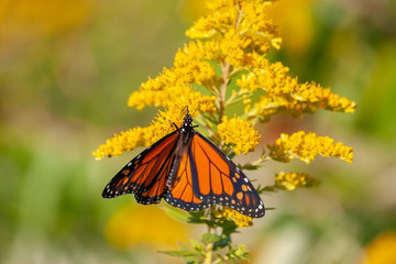 Monarch Butterfly on Golden Flower
