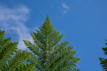 Details of the underside of a large frond against blue sky, with copy space