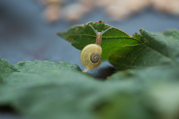 Close-up snail crawling on green leaf. Macro. Soft focus