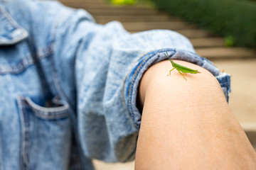 Little green grasshopper on human hand