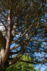 thick branches of a tall pine tree