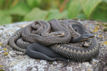 На тёплом камушке