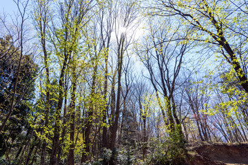 Obraz premium 早春の里山 春の芽吹き