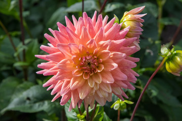 A peach, pink and yellow dahlia flower in autumn