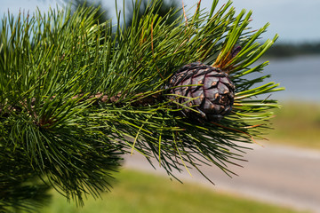 Pine cone